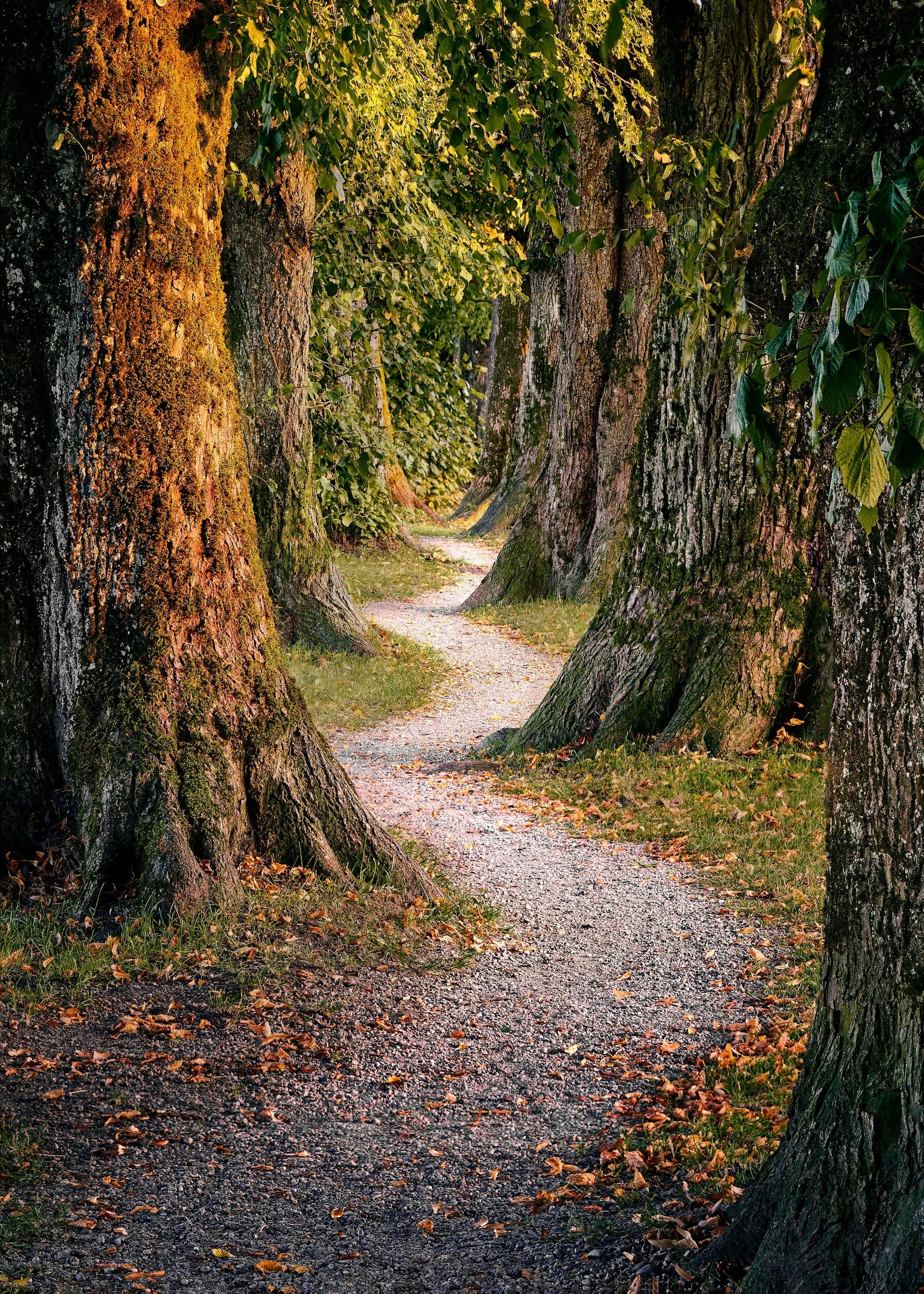 Photo of a meandering gravel path through the old, green woods.